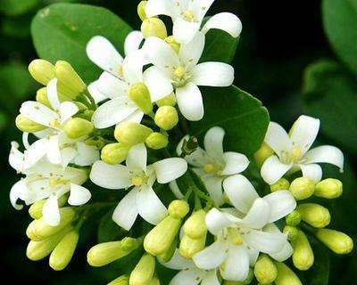 九里香花语代表什么含义？如何正确理解九里香的花语？