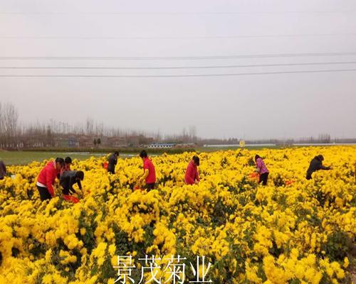 金丝皇菊种植地点选择有哪些技巧？适合种植的环境条件是什么？