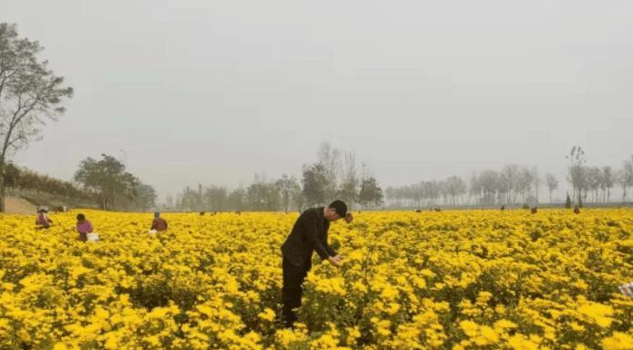 金丝皇菊种植地点选择有哪些技巧？适合种植的环境条件是什么？