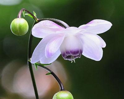 金丝菊花语代表什么意思？如何正确解读金丝菊的花语含义？