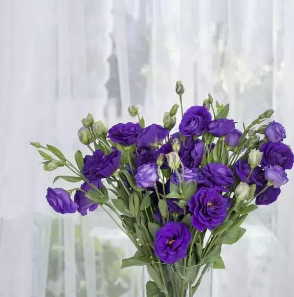 桔梗花的花语是什么？桔梗花的传说有哪些？