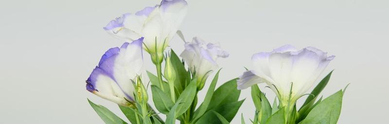 桔梗花的花语是什么？它象征着什么含义？
