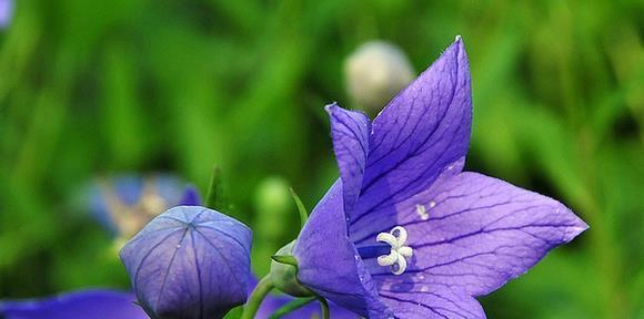 桔梗花的花语是什么？它象征着什么含义？