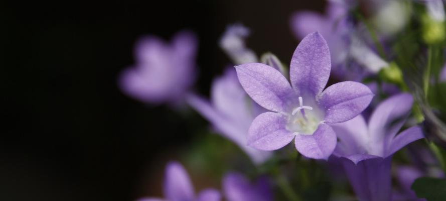 桔梗花的花语是什么？它象征着什么含义？