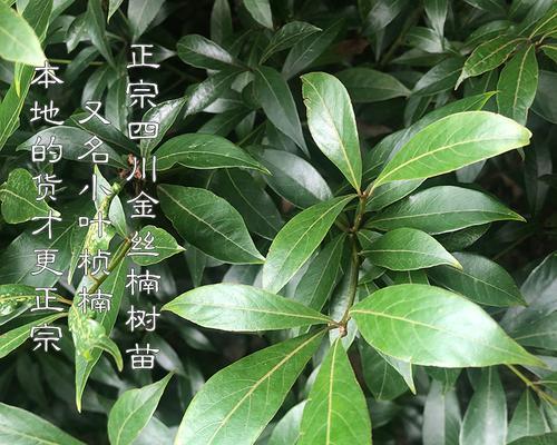 金丝楠木生长在什么地方？如何识别其生长环境？