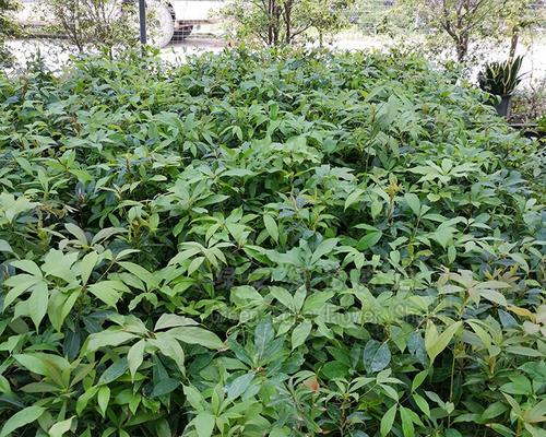 金丝楠木树长什么样子？如何辨别真假金丝楠木？