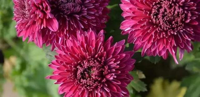 菊花的象征意义是什么？它在不同文化中代表了什么？