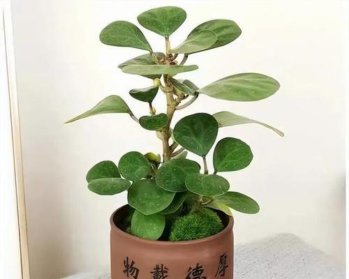 金丝菩提是哪种植物？它属于哪个科的植物？