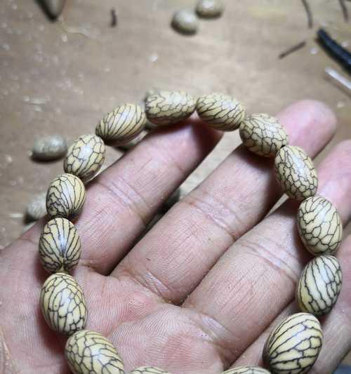 金丝菩提是哪种植物？它属于哪个科的植物？