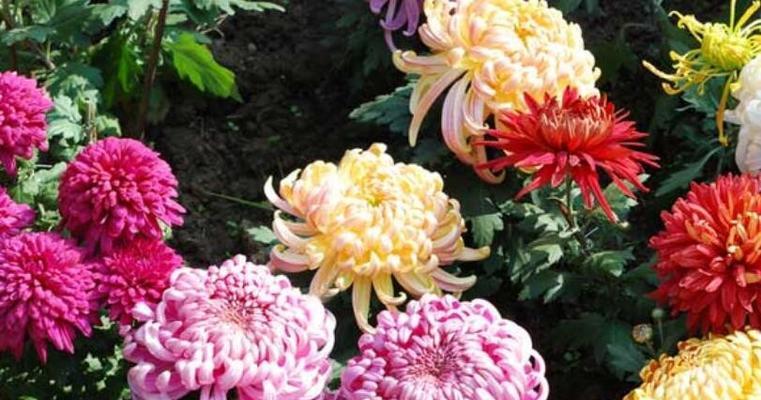 菊花的象征意义有哪些？如何解读菊花在不同文化中的含义？