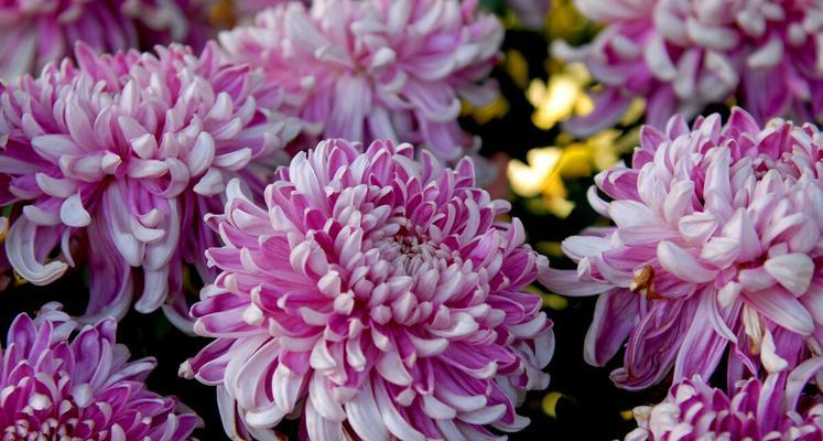 菊花的寓意和花语是什么？如何正确解读菊花的象征意义？
