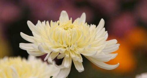 菊花的寓意和花语是什么？如何正确解读菊花的象征意义？