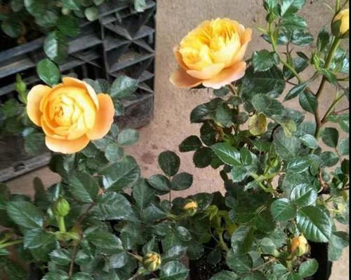 金丝雀月季种植指南：选择合适大小的花盆？