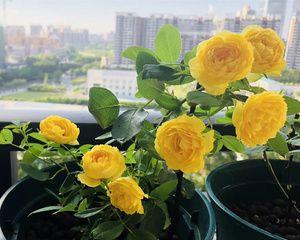 金丝雀月季种植指南：选择合适大小的花盆？