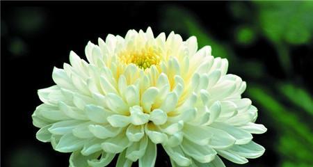 菊花的寓意有哪些？不同颜色和数量的菊花代表什么？