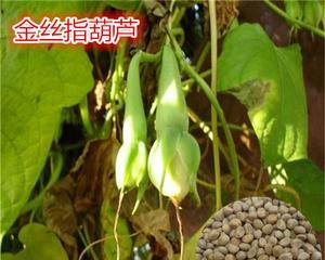 金丝指葫芦施肥指南：什么肥料最适合？如何正确施肥？