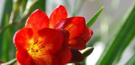 君子兰的花语是什么？如何养护君子兰以保持其花语的寓意？