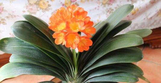 君子兰的花语是什么？如何养护君子兰以保持其花语的寓意？