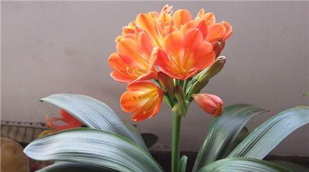 君子兰的花语是什么？如何养护君子兰以保持其花语的寓意？