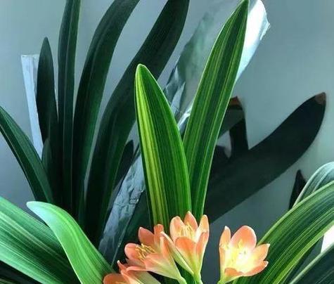 君子兰花语和寓意是什么？如何正确解读君子兰的象征意义？