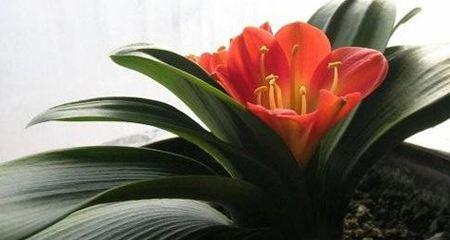 君子兰花语是什么？了解君子兰的象征意义和文化内涵？