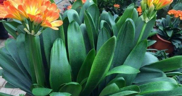 君子兰开花寓意是什么？如何解读君子兰的花语？