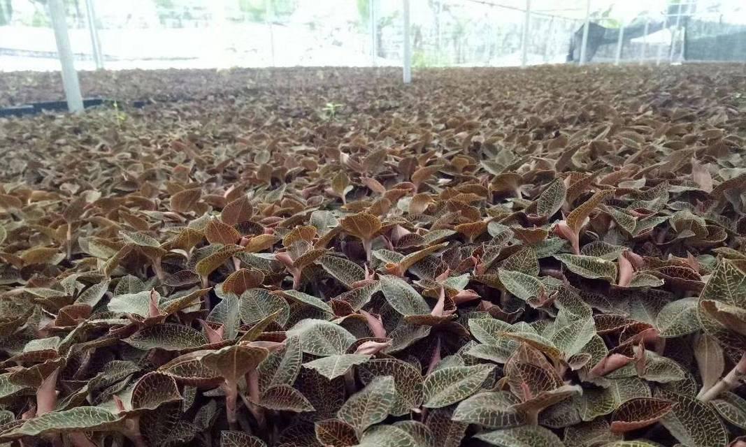 金线莲有种子吗？种子种植方法是什么？
