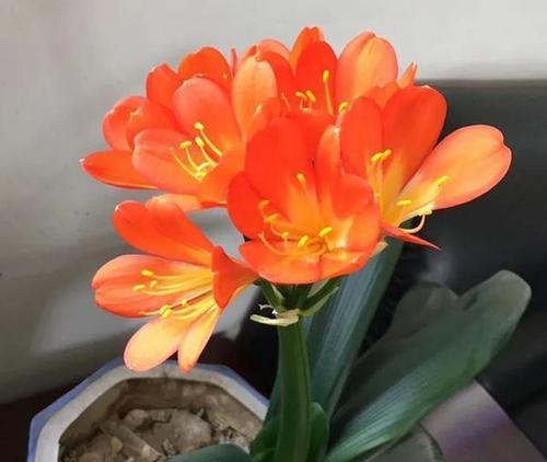 君子兰寓意及花语是什么？如何养护才能花开富贵？