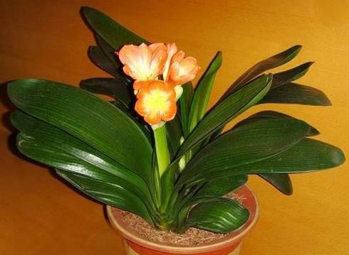 君子兰寓意是什么？花语和象征有何不同？