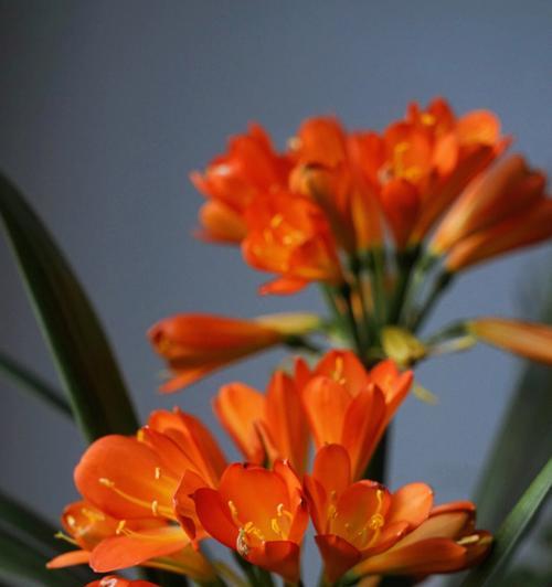君子兰寓意是什么？花语和象征有何不同？
