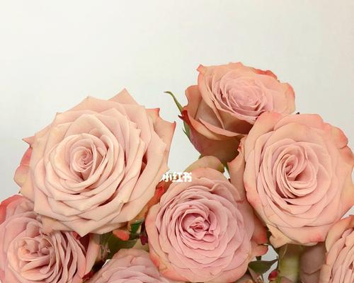 卡布奇诺玫瑰花语？如何表达爱意？