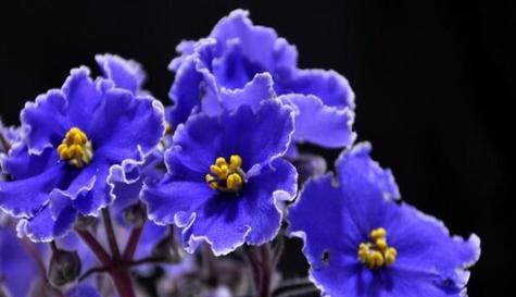 卡萨布兰卡花语是什么？花语背后的含义是什么？