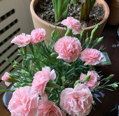 卡萨布兰卡花语是什么？花语背后的含义是什么？