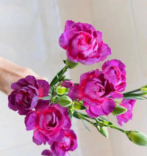 康乃馨白色花语是什么？了解白色康乃馨的深层含义？