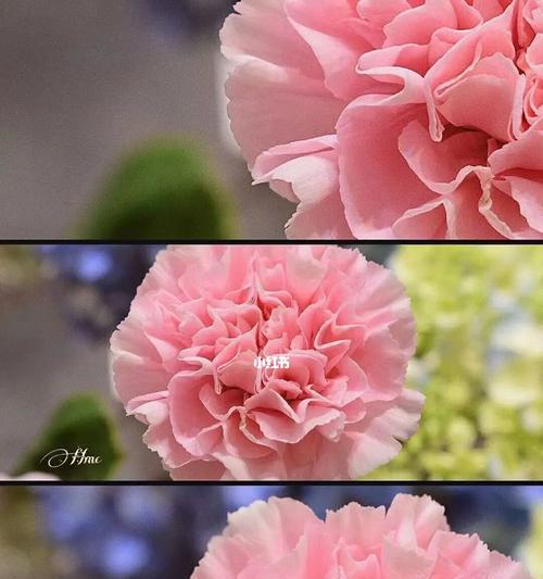 康乃馨不同颜色的花语是什么？每种颜色的含义有何不同？