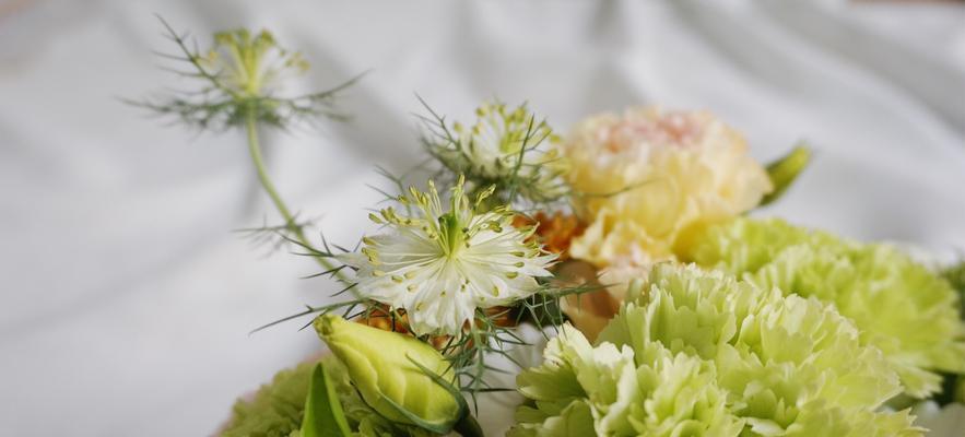 康乃馨不同颜色的花语是什么？每种颜色的含义有何不同？