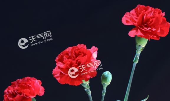 康乃馨的花语有哪些含义？不同颜色的康乃馨代表什么？