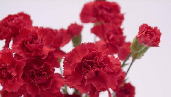 康乃馨的花语是什么意思？康乃馨代表的含义有哪些？