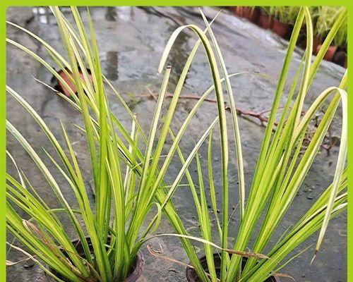 金叶石菖蒲是水生植物吗？它的生长环境和护理方法是什么？