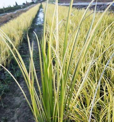 金叶石菖蒲是水生植物吗？它的生长环境和护理方法是什么？