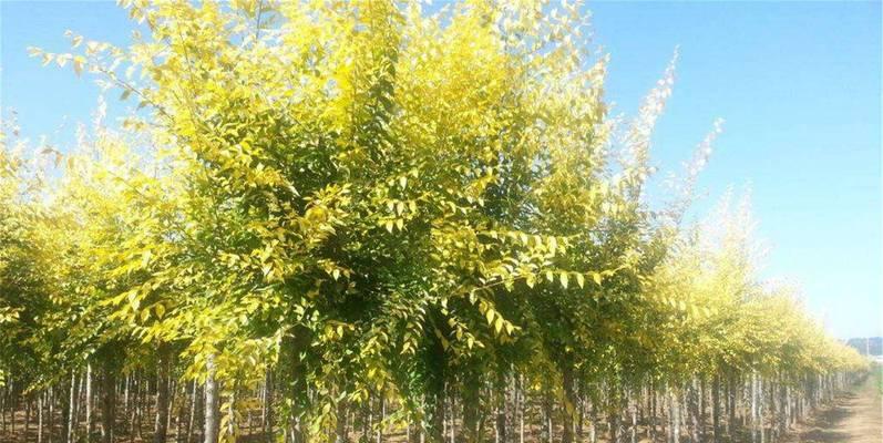 金叶榆属于什么类型的植物？乔木还是灌木？