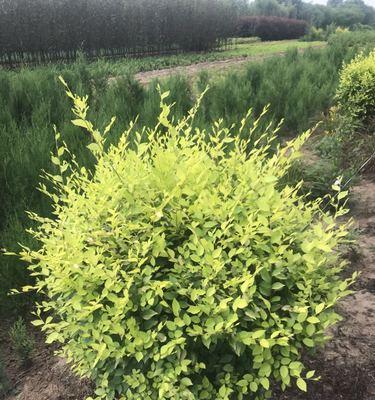 金叶榆属于什么类型的植物？乔木还是灌木？