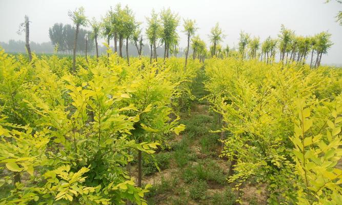 金叶榆属于什么类型的植物？乔木还是灌木？