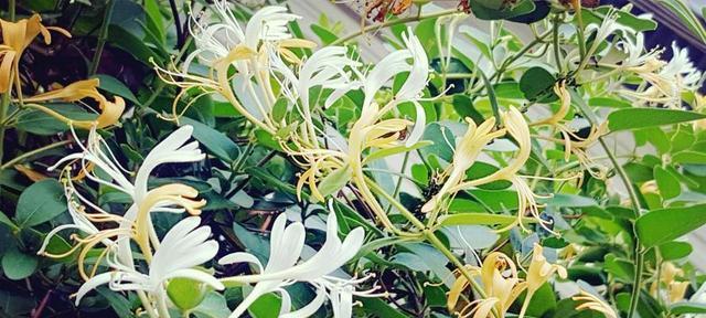金银花不开花是什么原因？如何解决？