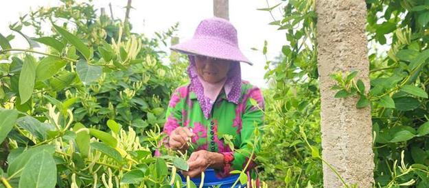 金银花什么时候采摘最好？收获季节有哪些注意事项？