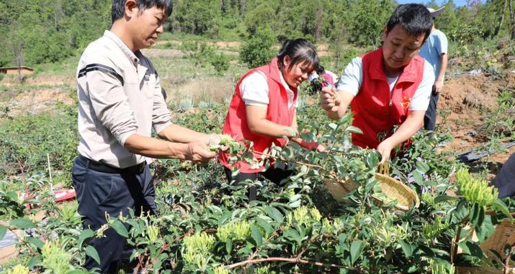 金银花什么时候采摘最好？收获季节有哪些注意事项？