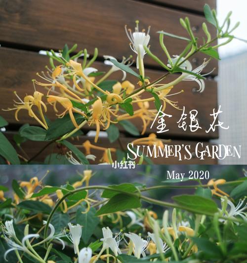 金银花的根长什么样？如何辨别金银花的根部特征？
