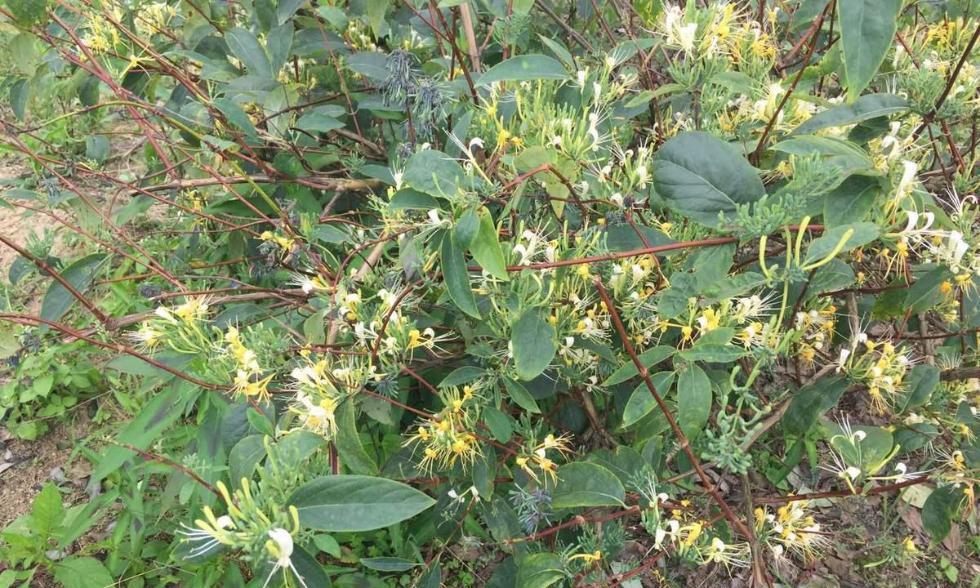 金银花的果实有毒吗？食用安全吗？