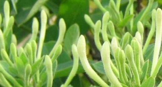 金银花的果实有毒吗？食用安全吗？