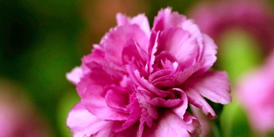 康乃馨的花语是什么？不同颜色代表了哪些情感？